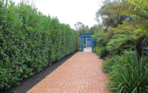 Read more about the article How to Train Bay Laurel to Grow Upright or Compact