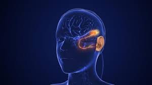 Brain and Ear Connection Supplement