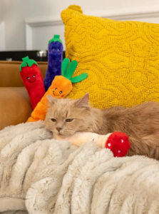 Read more about the article Interactive Pet Toys – Stimulate Your Pet’s Mind & Body