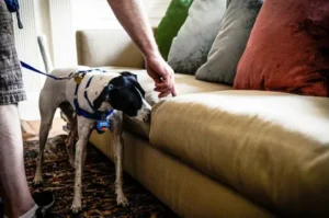 Read more about the article Dog Bed Bug Detection Cleveland – Fast and Reliable Infestation Identification