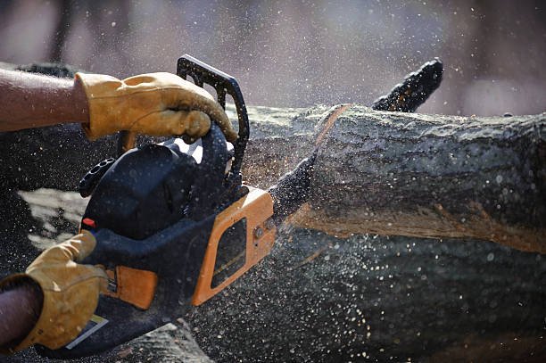 You are currently viewing Professional Tree Care Solutions You Can Trust