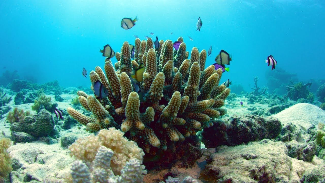 You are currently viewing The Vibrant Soul of the Pacific: Hawaii’s Coral Reef Fish