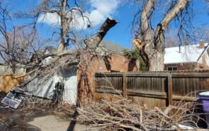 Read more about the article Emergency Tree Removal Services in Mount Healthy, OH