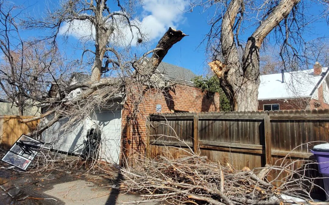 Read more about the article Emergency Tree Removal Services in Mount Healthy, OH